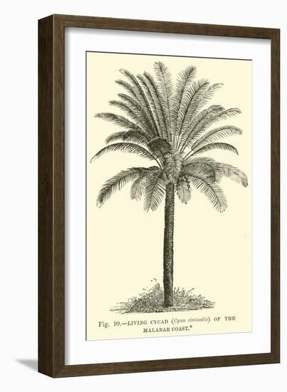 Living Cycad-null-Framed Premium Giclee Print