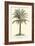 Living Cycad-null-Framed Premium Giclee Print