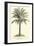 Living Cycad-null-Framed Premium Giclee Print