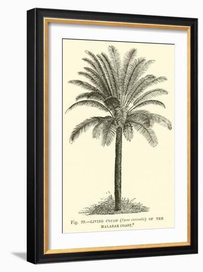 Living Cycad-null-Framed Premium Giclee Print