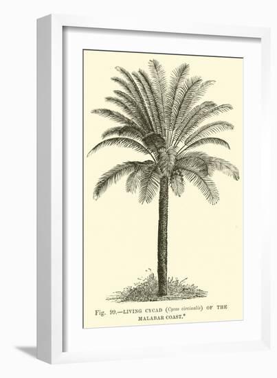 Living Cycad-null-Framed Giclee Print