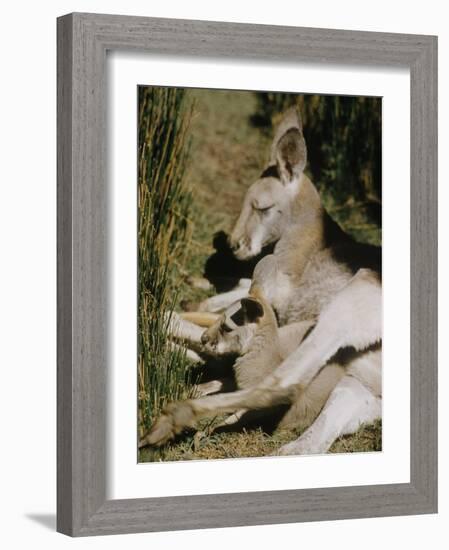 Living Fossils-John Dominis-Framed Photographic Print