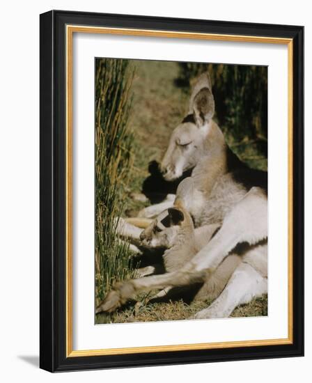 Living Fossils-John Dominis-Framed Photographic Print