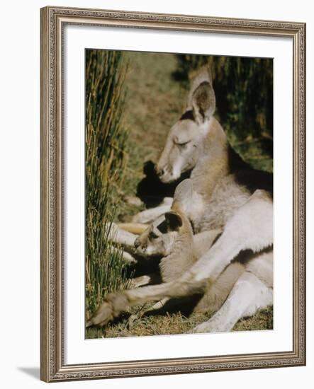 Living Fossils-John Dominis-Framed Photographic Print