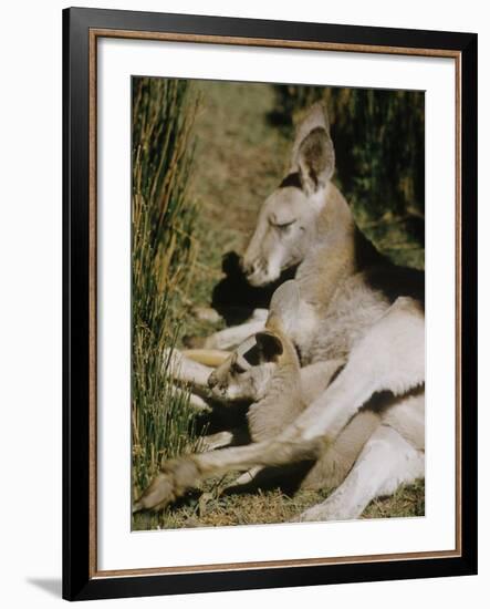 Living Fossils-John Dominis-Framed Photographic Print