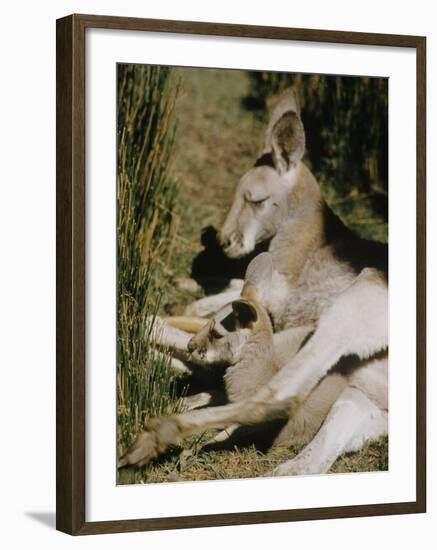 Living Fossils-John Dominis-Framed Photographic Print