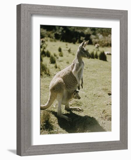 Living Fossils-John Dominis-Framed Photographic Print