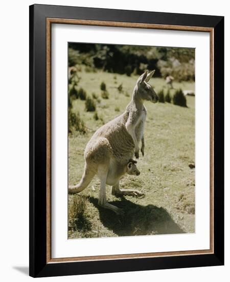 Living Fossils-John Dominis-Framed Photographic Print