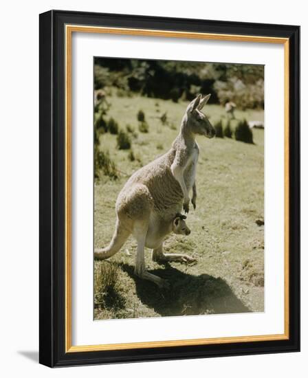 Living Fossils-John Dominis-Framed Photographic Print