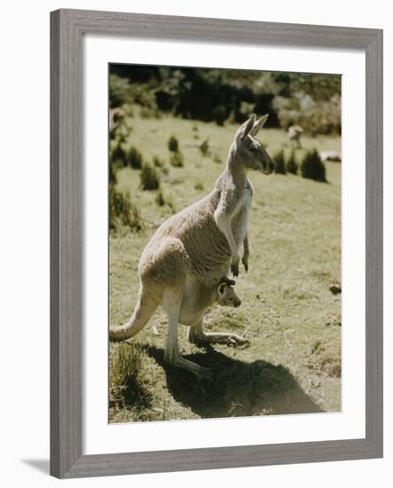 Living Fossils-John Dominis-Framed Photographic Print