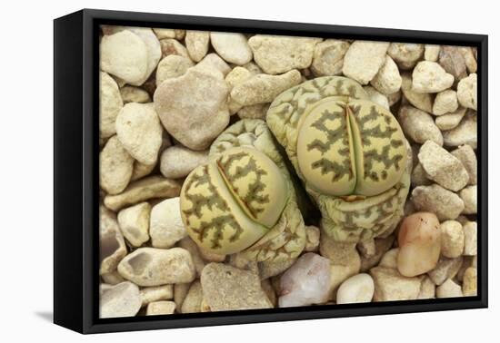 Living stone plant, in cultivation, Native to South Africa-Chris Mattison-Framed Premier Image Canvas