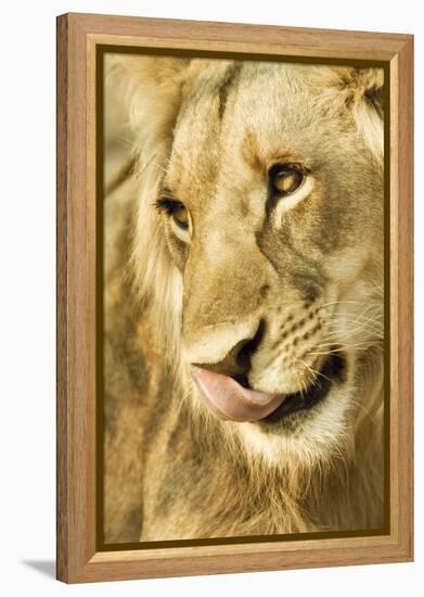 Livingston, Zambia. Close-up of a Male Lion Licking His Nose-Janet Muir-Framed Premier Image Canvas