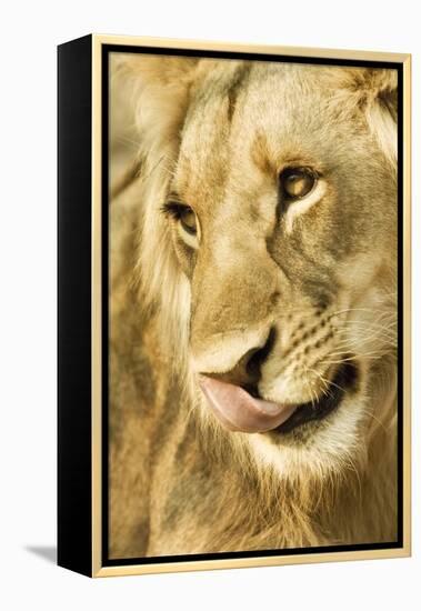 Livingston, Zambia. Close-up of a Male Lion Licking His Nose-Janet Muir-Framed Premier Image Canvas