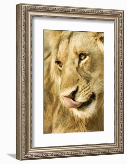 Livingston, Zambia. Close-up of a Male Lion Licking His Nose-Janet Muir-Framed Photographic Print