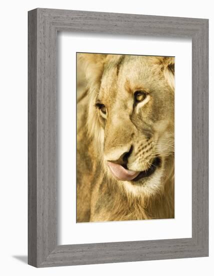 Livingston, Zambia. Close-up of a Male Lion Licking His Nose-Janet Muir-Framed Photographic Print