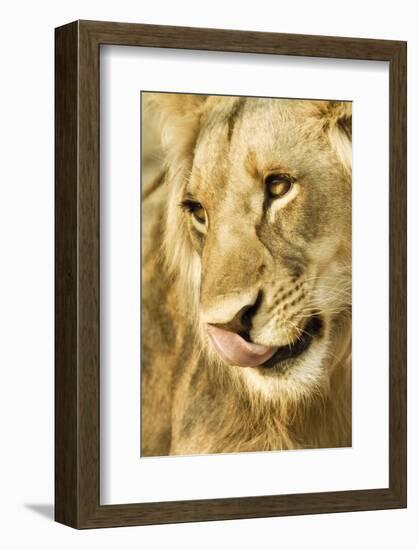 Livingston, Zambia. Close-up of a Male Lion Licking His Nose-Janet Muir-Framed Photographic Print