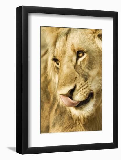 Livingston, Zambia. Close-up of a Male Lion Licking His Nose-Janet Muir-Framed Photographic Print