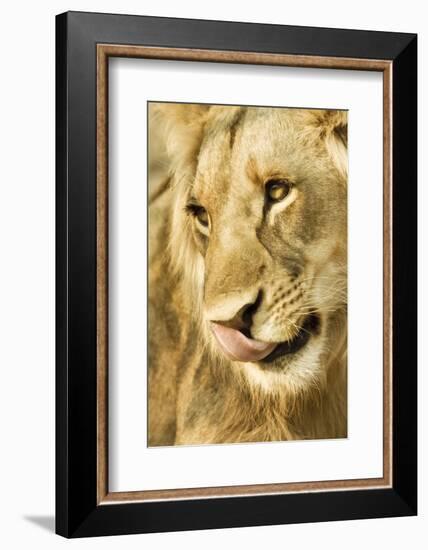 Livingston, Zambia. Close-up of a Male Lion Licking His Nose-Janet Muir-Framed Photographic Print