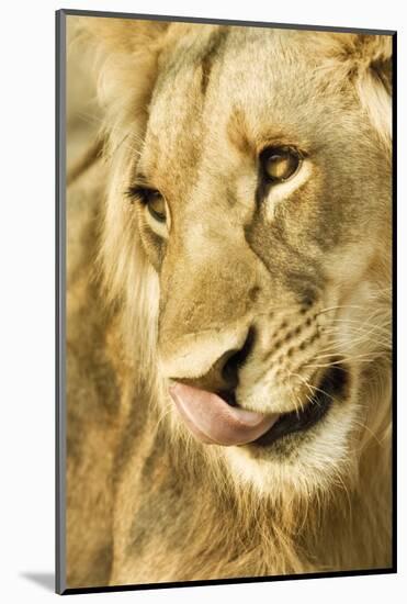 Livingston, Zambia. Close-up of a Male Lion Licking His Nose-Janet Muir-Mounted Photographic Print