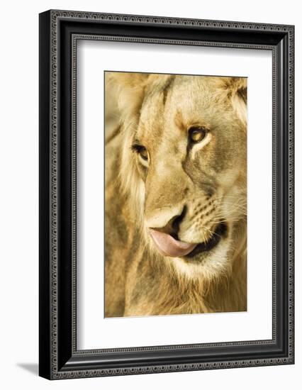 Livingston, Zambia. Close-up of a Male Lion Licking His Nose-Janet Muir-Framed Photographic Print