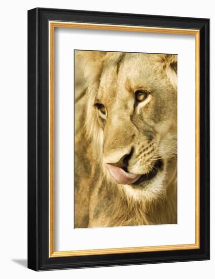 Livingston, Zambia. Close-up of a Male Lion Licking His Nose-Janet Muir-Framed Photographic Print