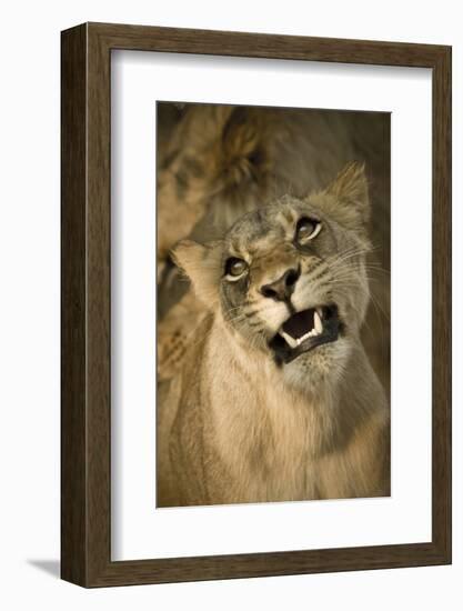 Livingston, Zambia. the Face of a Female Lioness While Mating-Janet Muir-Framed Photographic Print