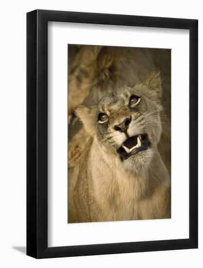 Livingston, Zambia. the Face of a Female Lioness While Mating-Janet Muir-Framed Photographic Print