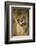 Livingston, Zambia. the Face of a Female Lioness While Mating-Janet Muir-Framed Photographic Print