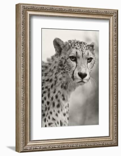 Livingstone, Zambia, Africa. Cheetah-Janet Muir-Framed Photographic Print