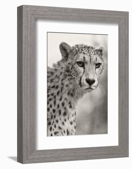 Livingstone, Zambia, Africa. Cheetah-Janet Muir-Framed Photographic Print