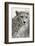 Livingstone, Zambia, Africa. Cheetah-Janet Muir-Framed Photographic Print