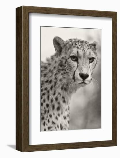 Livingstone, Zambia, Africa. Cheetah-Janet Muir-Framed Photographic Print