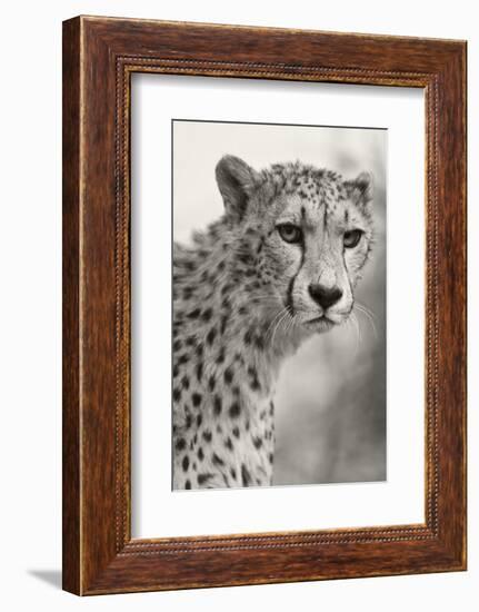 Livingstone, Zambia, Africa. Cheetah-Janet Muir-Framed Photographic Print