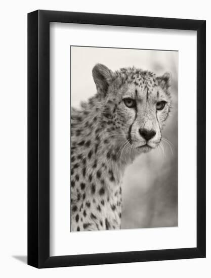 Livingstone, Zambia, Africa. Cheetah-Janet Muir-Framed Photographic Print