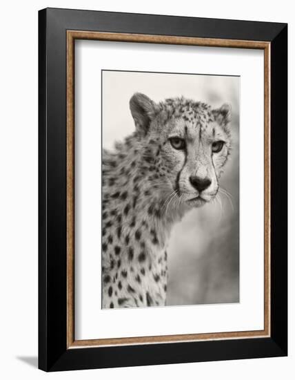 Livingstone, Zambia, Africa. Cheetah-Janet Muir-Framed Photographic Print
