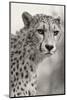Livingstone, Zambia, Africa. Cheetah-Janet Muir-Mounted Photographic Print