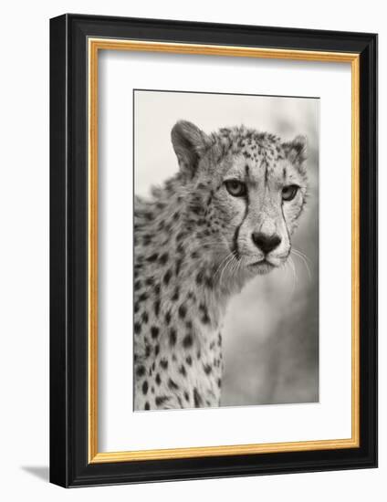 Livingstone, Zambia, Africa. Cheetah-Janet Muir-Framed Photographic Print