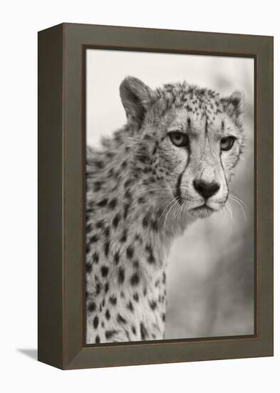 Livingstone, Zambia, Africa. Cheetah-Janet Muir-Framed Premier Image Canvas