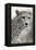 Livingstone, Zambia, Africa. Cheetah-Janet Muir-Framed Premier Image Canvas