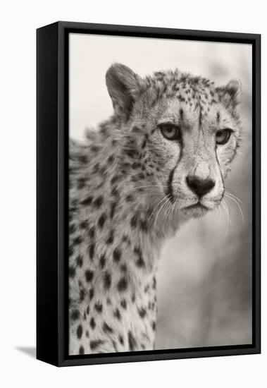 Livingstone, Zambia, Africa. Cheetah-Janet Muir-Framed Premier Image Canvas