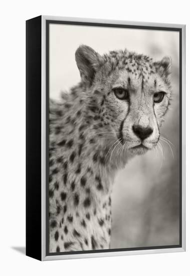 Livingstone, Zambia, Africa. Cheetah-Janet Muir-Framed Premier Image Canvas