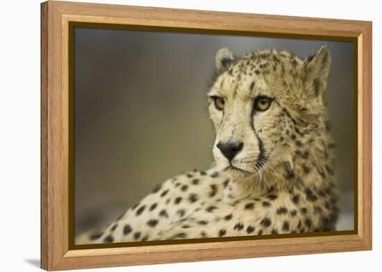 Livingstone, Zambia, Africa. Cheetah-Janet Muir-Framed Premier Image Canvas