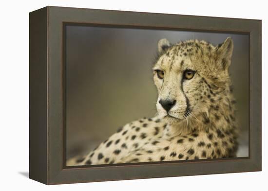 Livingstone, Zambia, Africa. Cheetah-Janet Muir-Framed Premier Image Canvas