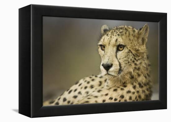 Livingstone, Zambia, Africa. Cheetah-Janet Muir-Framed Premier Image Canvas