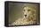 Livingstone, Zambia, Africa. Cheetah-Janet Muir-Framed Premier Image Canvas