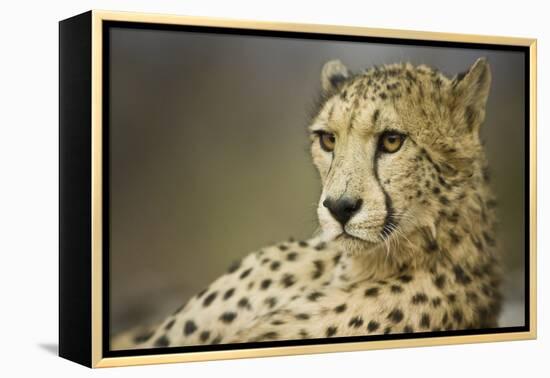 Livingstone, Zambia, Africa. Cheetah-Janet Muir-Framed Premier Image Canvas