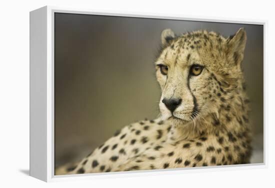 Livingstone, Zambia, Africa. Cheetah-Janet Muir-Framed Premier Image Canvas