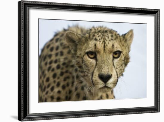 Livingstone, Zambia, Africa. Cheetah-Janet Muir-Framed Photographic Print