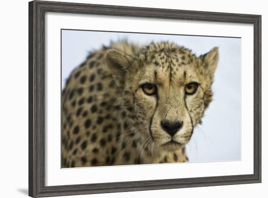 Livingstone, Zambia, Africa. Cheetah-Janet Muir-Framed Photographic Print