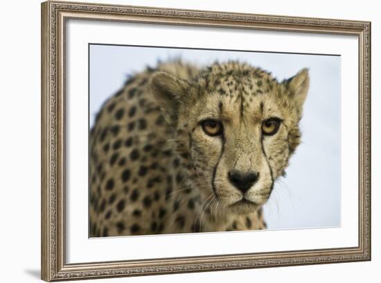 Livingstone, Zambia, Africa. Cheetah-Janet Muir-Framed Photographic Print